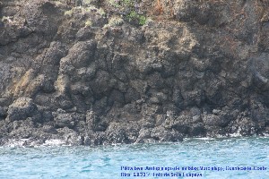8. PILLOW LAVA (1).jpg